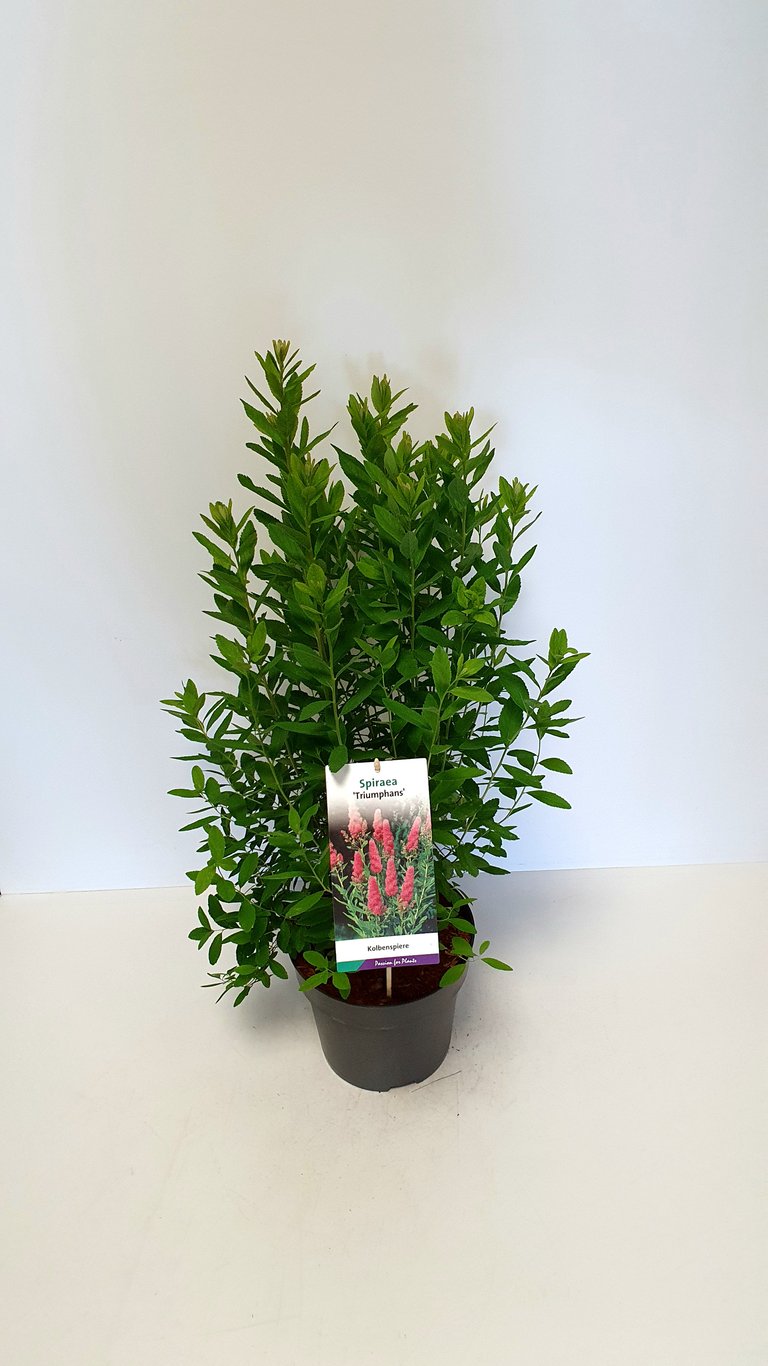 Spiraea billardii 'Triumphans' - C5 60-80 CM